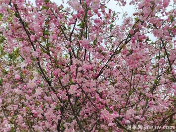 海棠花病虫害的防治