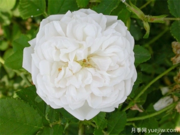 普朗夫人月季/新娘玫瑰