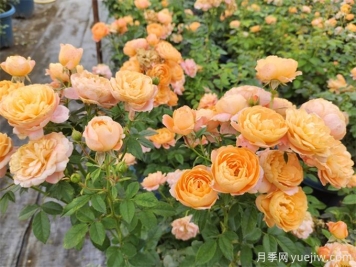 9月初月季养护办法，让秋花和春花一样灿烂绽放