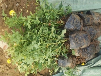 大花月季怎样插枝容易成活呢？