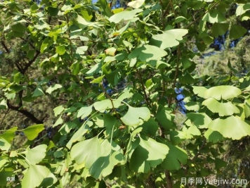 银杏树的栽植方法