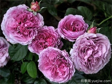 推荐10款高颜值紫色系月季，美艳不可方物