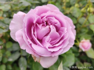 月季花变形的幕后黑手，16个原因