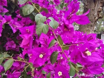 10种超勤花的三角梅品种