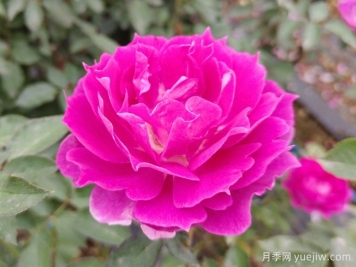 蝴蝶兰和月季花有什么不同处？蝴蝶兰和月季花哪个好养？