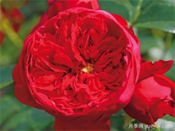 世界上最浪漫的10种花，月季花排首位