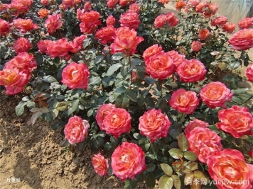 矿山修复绿化：植物配置如何改变生态？