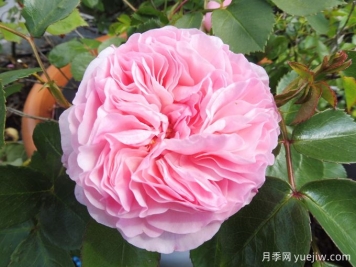 哪些因素直接影响花木地窖贮存的生长和存活