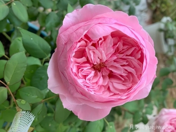 月季虽美，为何总在爱情里 “带刺”？