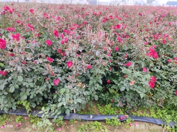 冬季月季花苞还能开放吗？