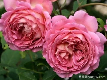 月季推荐，银禧庆典月季