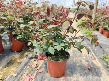 花盆越大越好？为什么地栽的植物长得好？