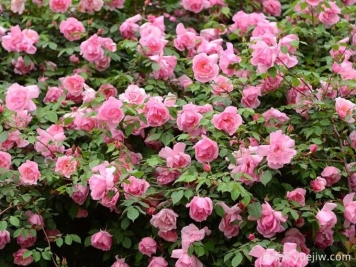粉红香水月季及华东园林应用技术