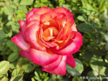 与月季花相遇