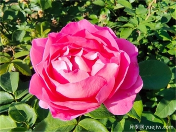 我爱月季姿容美(散文)