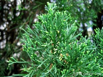 真柏、龙柏、圆柏、侧柏、崖柏、扁柏的区别辨识