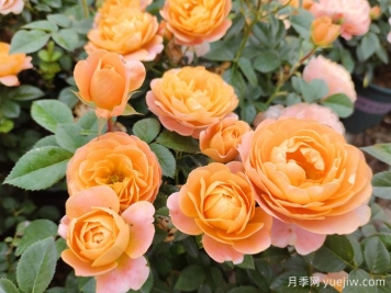 推荐8个南方四季爆花月季