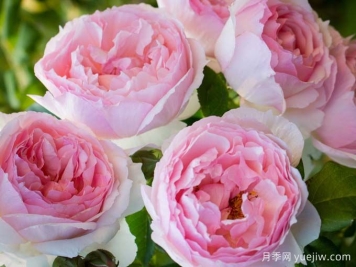 月季盆土板结了？2种水补养分防板结