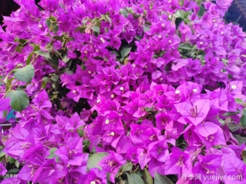 三角梅爆花的养护管理技术