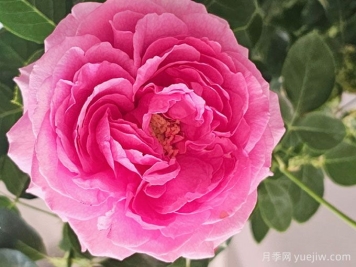 45个伊芙系列月季品种分享