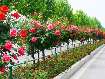 行道树施肥方式和肥料的选择