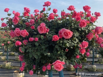 树木移栽后发生回芽怎么办？