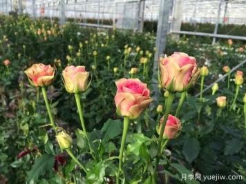 伊希斯经典月季