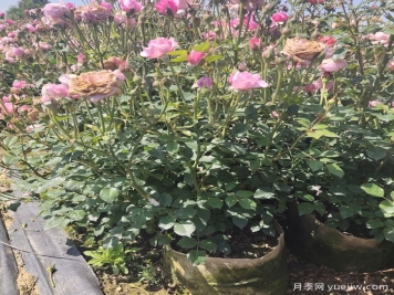 园林绿化必备的八种农药