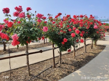 什么是绿化养护的精细化管理？