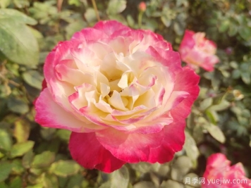 推荐13款香水月季品种，香味浓郁是真香