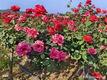 绽放在岁月深处的树桩月季