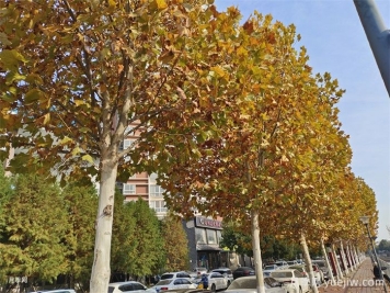 法国梧桐和悬铃木的区别