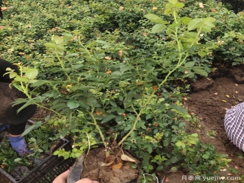 冬季植物怎样养护？