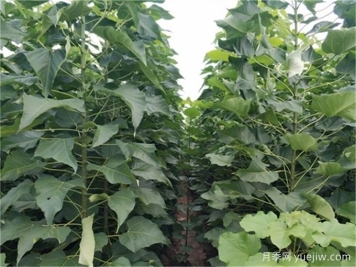 植物科普：楸树