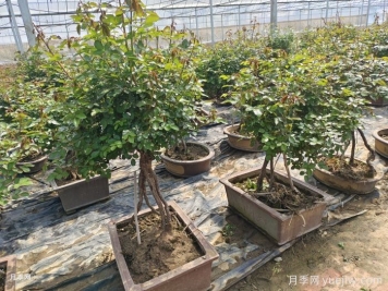 七大技巧让月季安稳越冬