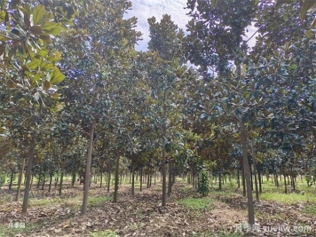 中式庭院常用植物-常绿乔木类