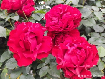 八首月季花诗词分享，月季只应天上物，四时荣谢色常同