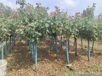 寒冷的冬季怎么正确养护月季花？