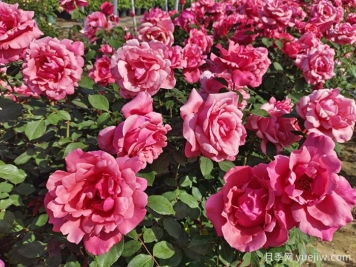 月季园：黑龙江省森林植物园月季园