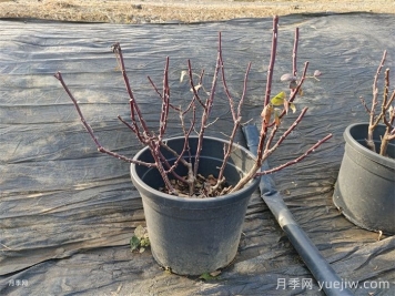 大花月季丰花月季微型月季的冬季修剪