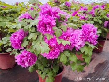 10种花敢与牡丹花同名，看看你认识几种？