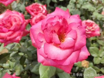 阳光一号月季/阳光1号