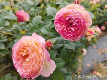 月季推荐，罗曼尼詹森月季