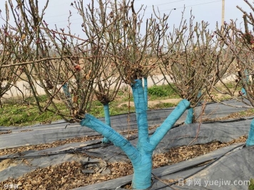 冬季为什么不建议园林施工？有哪些品种可以种植？