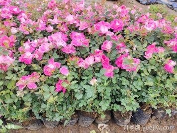 园林绿篱和造型灌木球的整形修剪