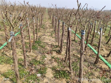 园林树干涂白如何涂？冬季涂白有哪些作用？