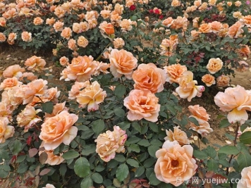 花园设计中的十大原则，花园要美还要实用！