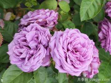 春天如何选购好花卉？选购春季花卉技巧有哪些？