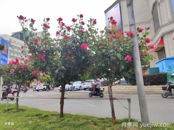 11月适合培育的苗木花卉品种有哪些？