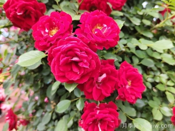 中国古典园林中常栽的五类树木